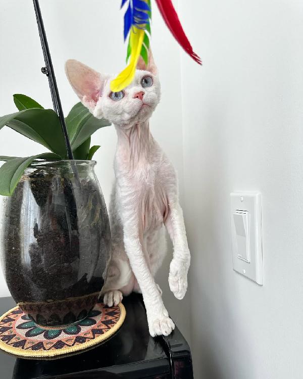 femmina Devon Rex gatta disponibile.
